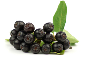 ARONIA CONCENTRATE