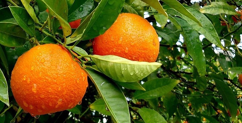 fruits-leaves-oranges-water-drops-fruit-trees-pics-163265