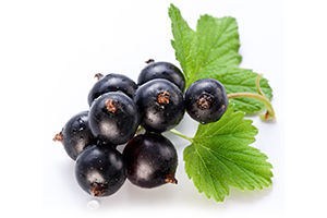 BLACKCURRANT CONCENTRATE